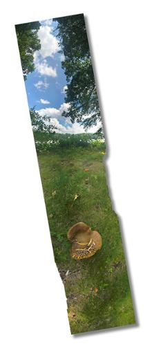 “Lake Shawnee Mushroom”.  
Jean-Paul Picard.
Digital Photograph on dibond.
9” x 39”.
$780 plus tax.